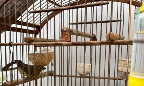 VR: Ação integrada resgata 11 animais mantidos irregularmente em propriedade no Jardim Suíça